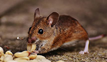 24 Hour & Emergency Exterminators in Tx State Prison, TX